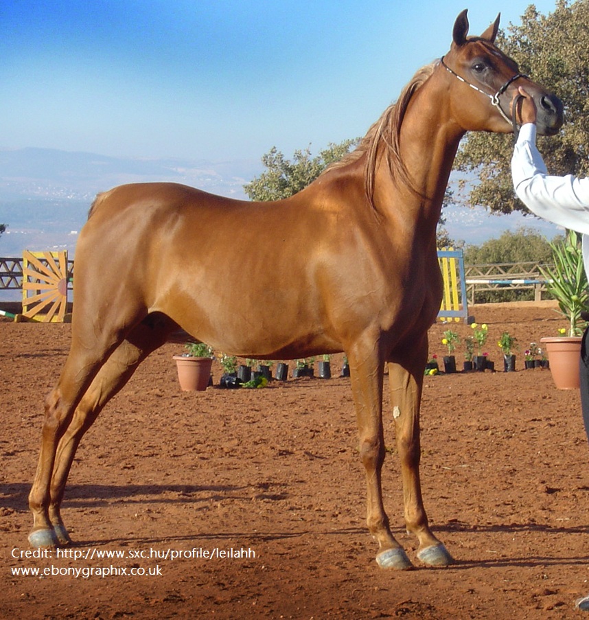 The Arabian Horse